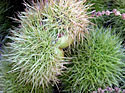 pederobba