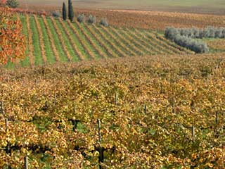 italian wines