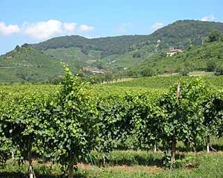 prosecco