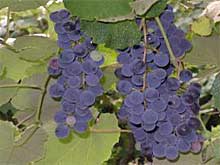 wines from valdobbiadene