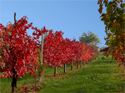 degustazione vino novello