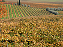 mostre prosecco doc