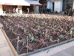 radicchio treviso