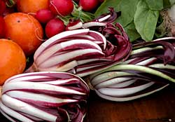 radicchio variegato castelfranco veneto