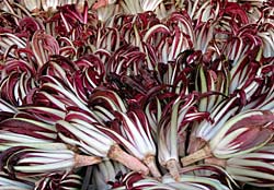 radicchio di treviso